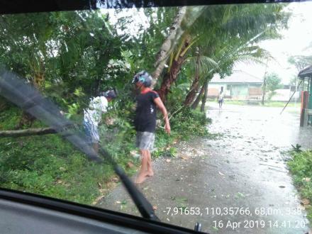 Pohon Tumbang di Dusun Jetis Lokasi 1